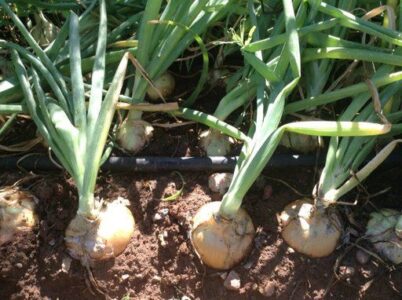 Planting Onions in Northern Arizona Image